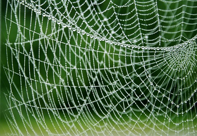 Zu sehen ist ein taubenetztes Spinnennetz vor einem grünen Hintergrund.